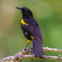 Cuban Oriole